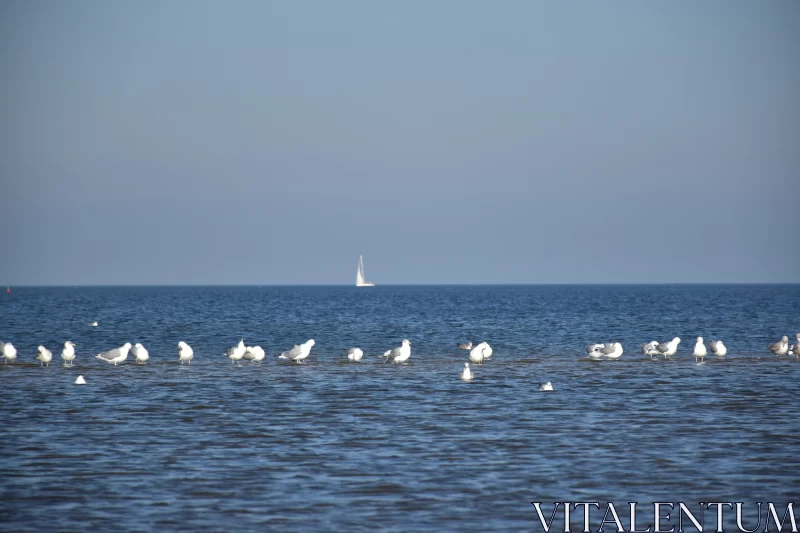 White Gulls on a Blue Day: A Dutch Beach Landscape Free Stock Photo