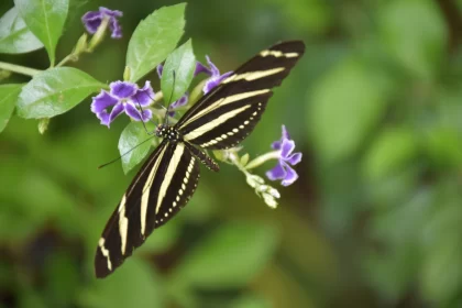Striped Butterfly on Purple Flowers - Tropical Nature Free Stock Photo