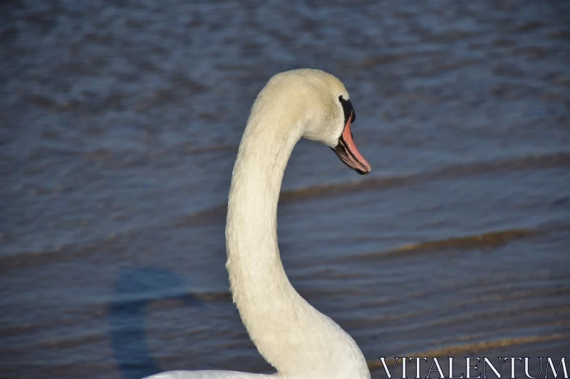 White Swan in Sandy Water - A Majestic View Free Stock Photo