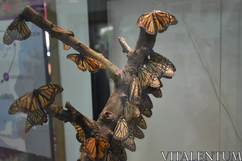 PHOTO Monarch Butterflies on a Branch: A Museum-Style Diorama