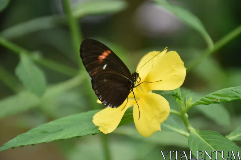 Black and Yellow Butterfly on Yellow Flower - A Moment in Nature Free Stock Photo