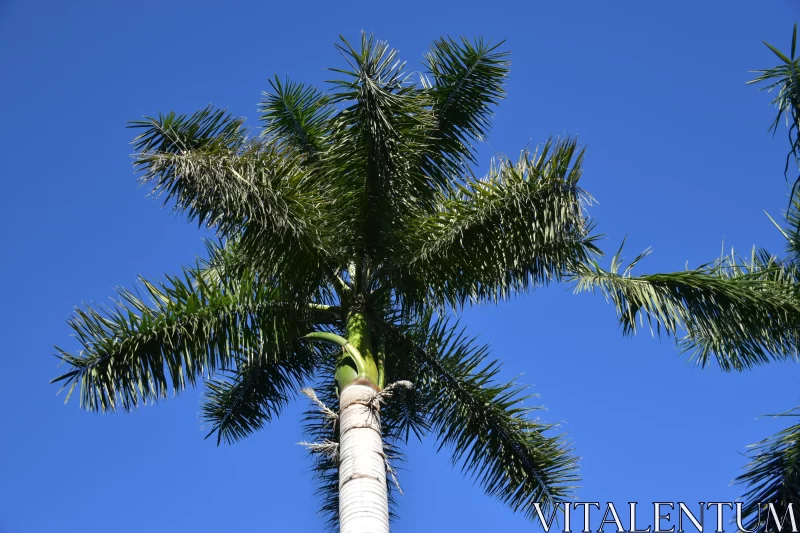 PHOTO Symmetrical Palm Trees Against a Blue Sky