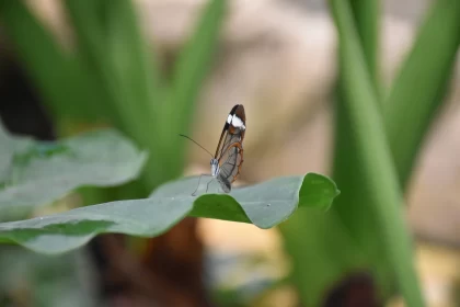 Ethereal Butterfly on a Green Leaf