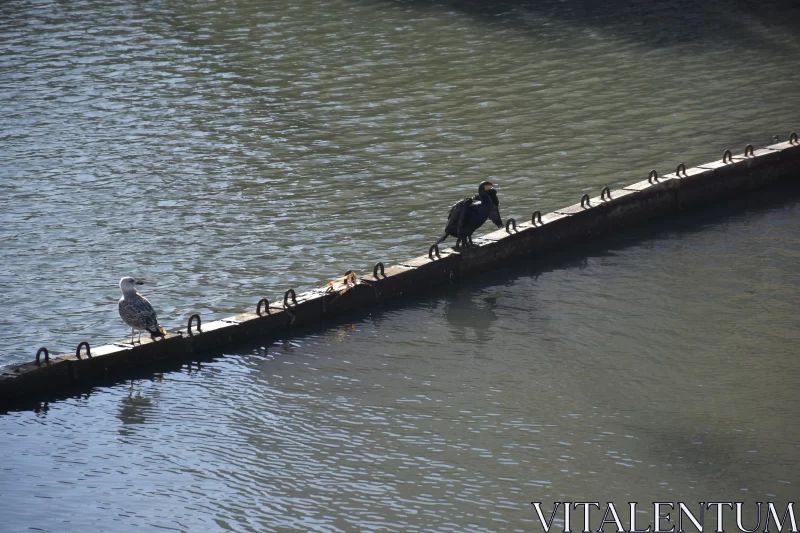 Birds on a Wooden Bridge in Urban Water Setting Free Stock Photo