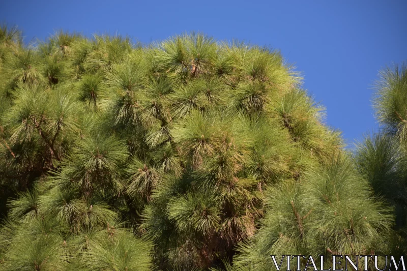 PHOTO Pine Tree against Blue Sky: A Natural Phenomenon Captured
