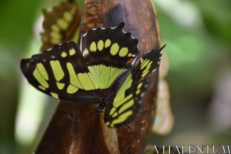Emerald Butterfly on Banana Plant Free Stock Photo