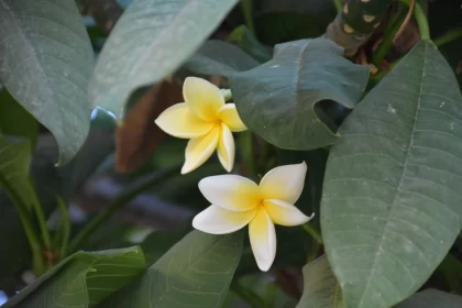Yellow and White Plumeria Flowers: A Zen-Influenced Naturalistic Display