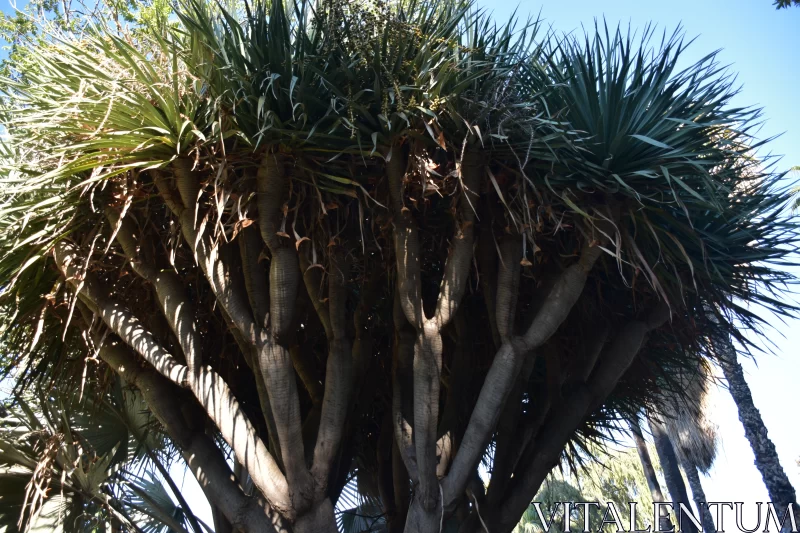 PHOTO Exotic Tree in Sun: A Gritty Urban Australian Landscape