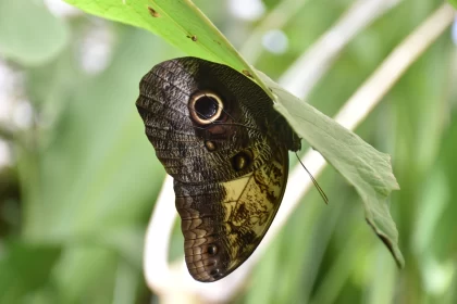 Captivating Image of a Butterfly Resting on a Leaf Free Stock Photo