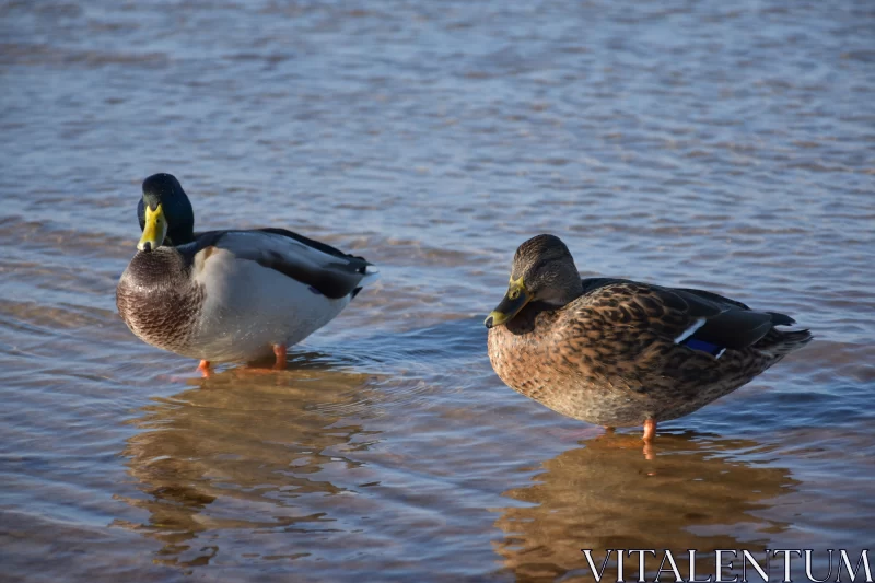 Charming Ducks in Water - A Gray and Gold Portrait Free Stock Photo