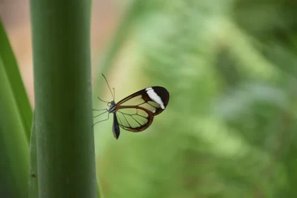 Enigmatic Butterfly on Bamboo Leaf