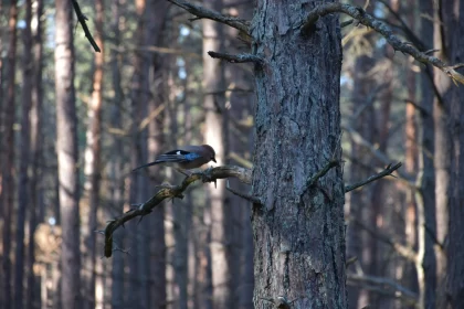 Blue and Brown Bird on Branch: Nature's Serenity Captured