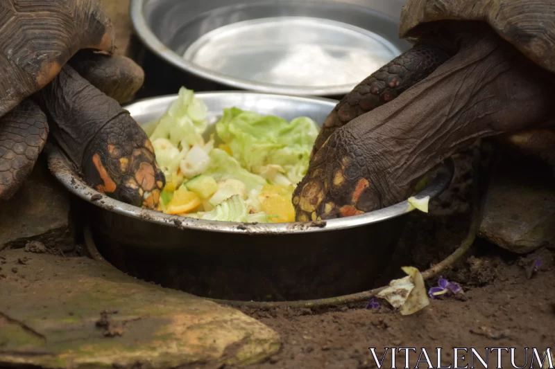 Tortoise Feasting on Salad - A Unique Blend of Nature and Artistry Free Stock Photo