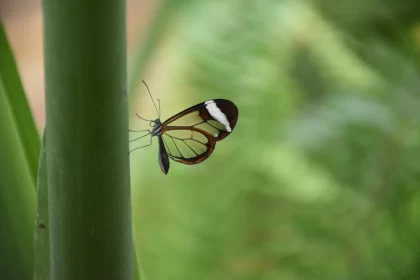 Translucent Maroon and White Butterfly on Green Plant
