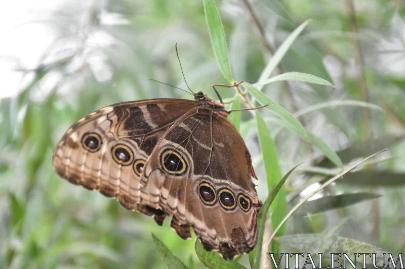 PHOTO Close-up of a Majestic Brown Butterfly in Nature