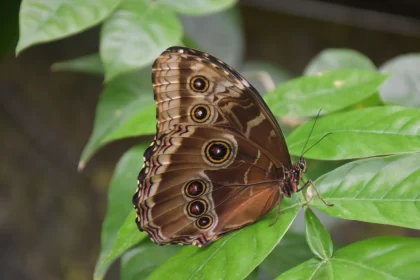 Tropical Butterfly on Leaf - A Naturalistic Display Free Stock Photo