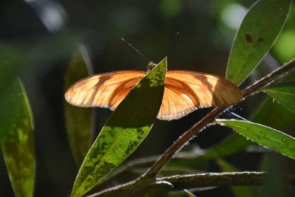 Brown and Orange Butterfly in Sunlit Jungle