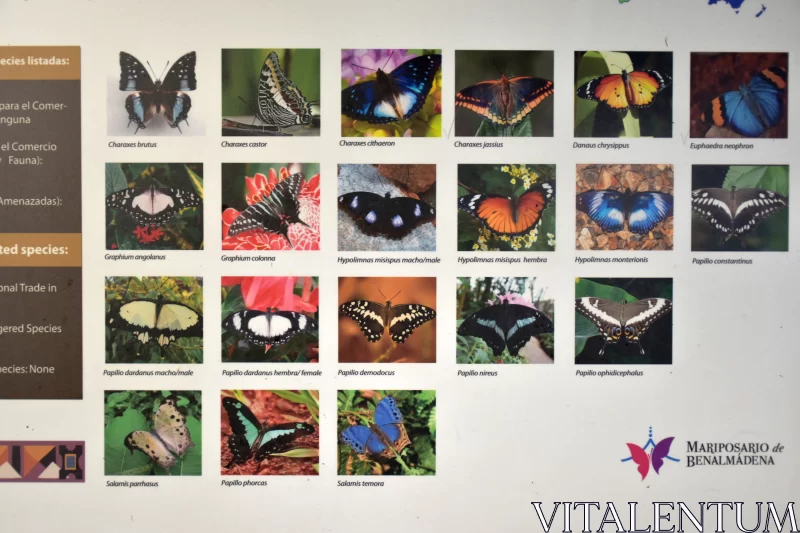 Colorful Butterfly Species Poster: An Amazon Exploration Free Stock Photo
