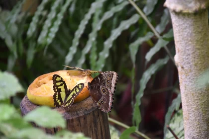 Butterflies Resting on Fruit - A Sensory Experience