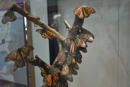 Monarch Butterflies on a Branch: A Museum-Style Diorama Free Stock Photo