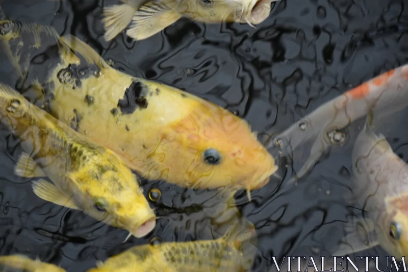 Gold and Yellow Fish Swimming in Pond - Intense Close-ups Free Stock Photo