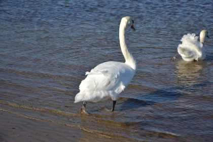 Graceful White Swan with Blue Eyes - Suffolk Coast Views