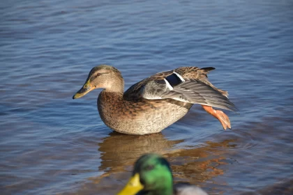 Mallard Duck in Water: Unpolished Authenticity and Precision