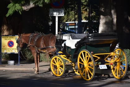 Horse-Drawn Carriage in Urban Setting Free Stock Photo