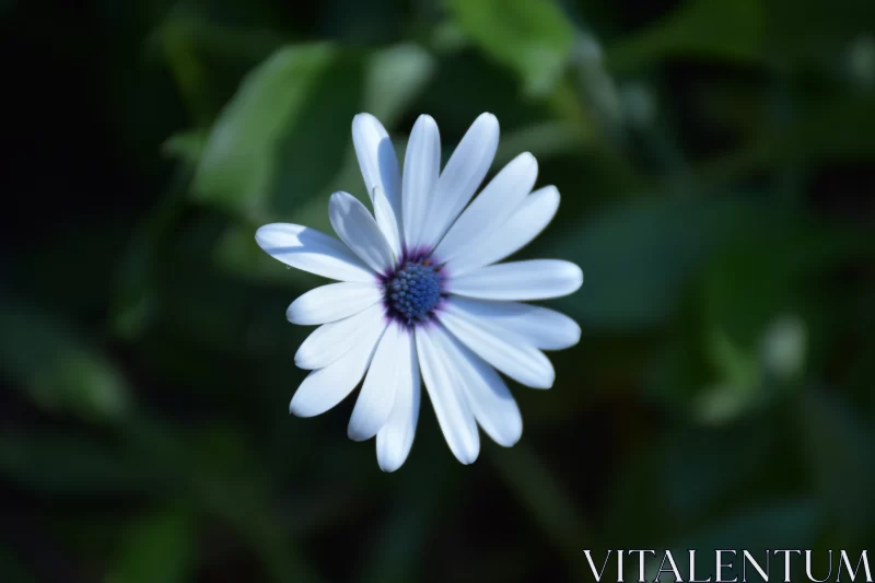 White Daisy with Blue Center: A Nature-Inspired Imagery Free Stock Photo