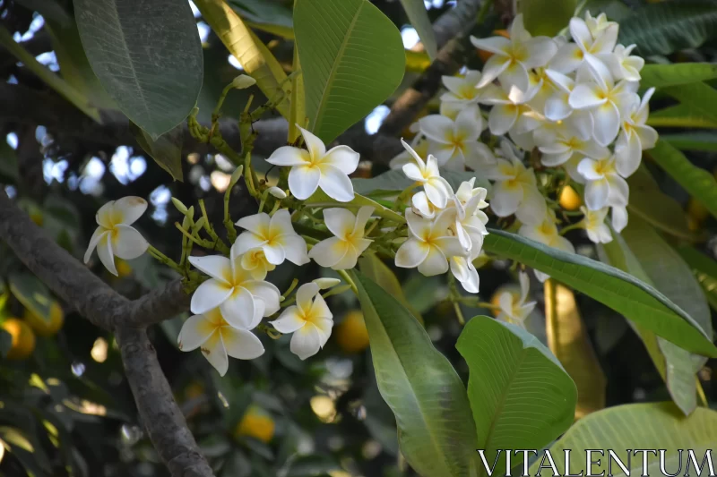 White Flower Blossoms on Mango Tree Free Stock Photo