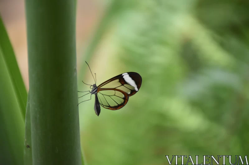 Enigmatic Butterfly on Bamboo Leaf Free Stock Photo