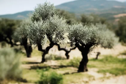 Soft-Focused Realism in Olive Trees - An Artistic Confluence of Nature and History