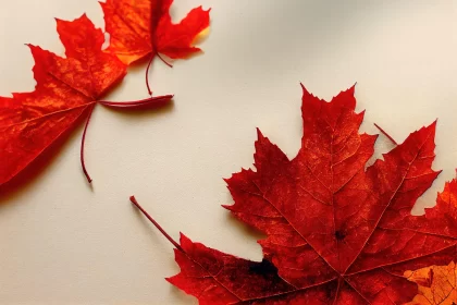 Autumn Red Maple Leaves on a Matte Background AI Image