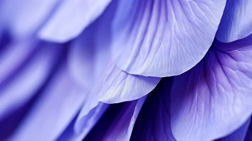 Spiral Purple Flower Petals Close-Up