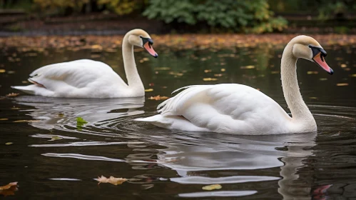 Graceful Swans in Tranquil Lake