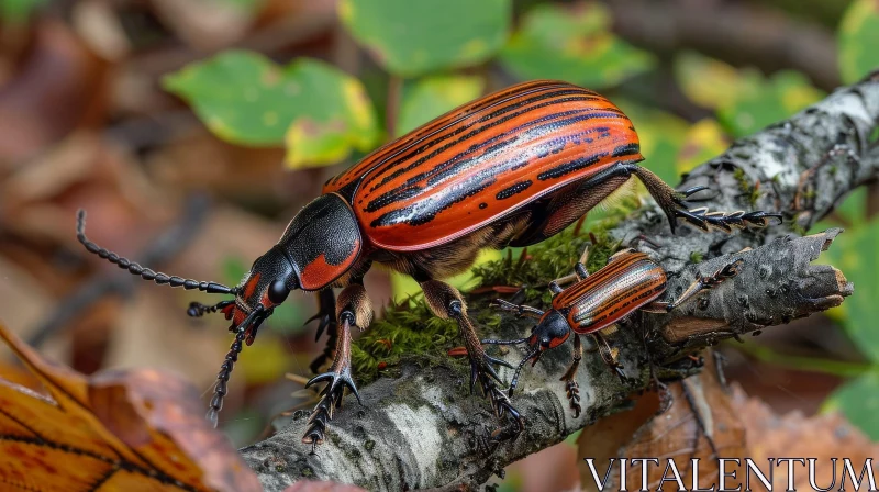 Red and Black Beetles on Branch - Wildlife Encounter AI Image