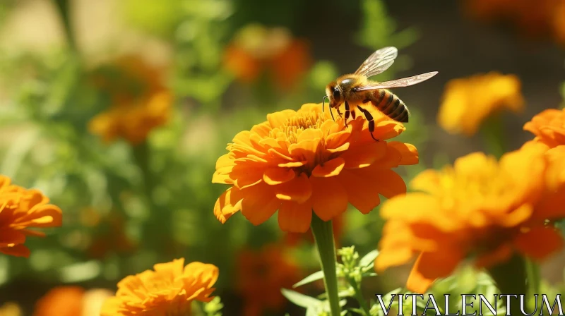 Bee Pollinating Bright Orange Zinnia Flower AI Image