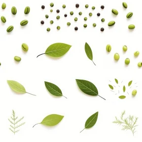 Hand-Drawn Leaves and Seeds Illustration Collection