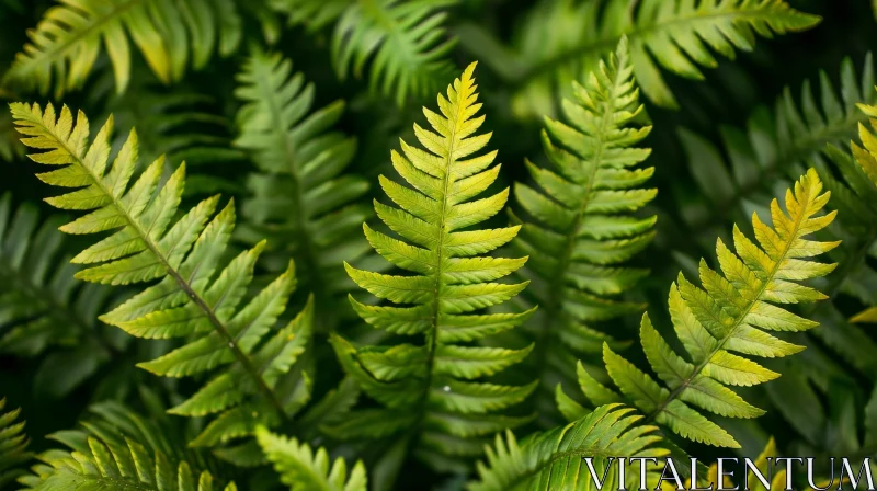 Bright Green Fern Frond Close-up in Natural Light AI Image