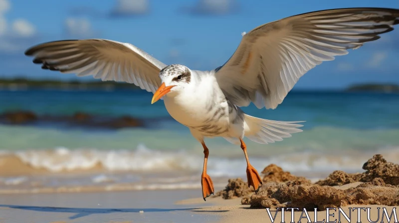 Seagull Landing on Beach - Nature Photography AI Image