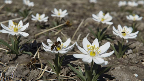 Bee Pollinating White Flower in Field