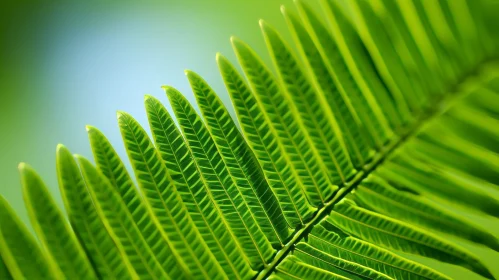 Green Fern Leaf Close-Up in Tropical Rainforest