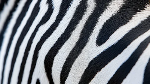 Detailed Zebra Fur Close-up in Natural Light