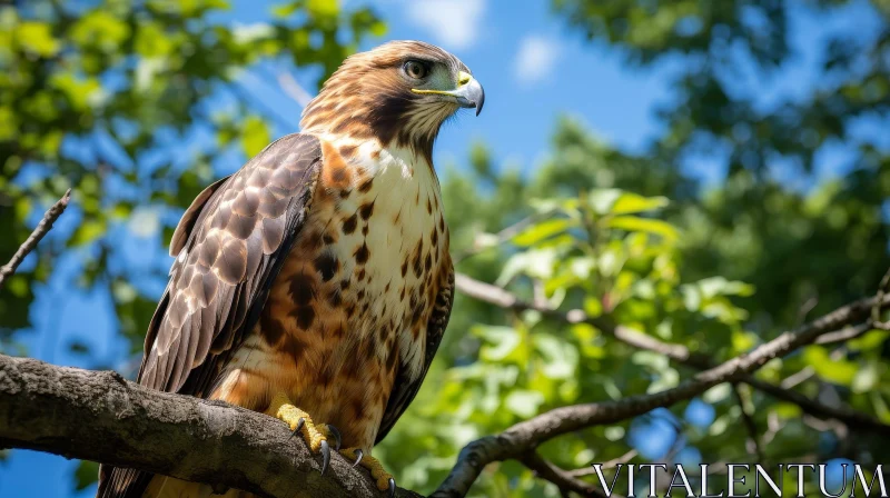 AI ART Majestic Red-Tailed Hawk Perched on Tree Branch