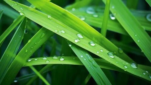 Green Grass Close-Up with Raindrops - Natural Background