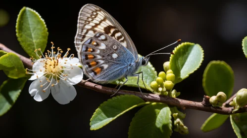 Blue Butterfly on Branch with White Flowers