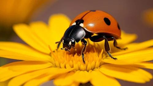 Red Ladybug on Yellow Flower - Nature Close-up Shot