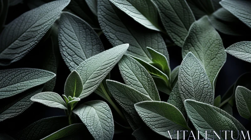 AI ART Dark Green Sage Leaves Close-up - Nature Botanical Image