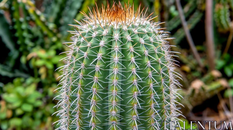 Green Cactus Close-Up with Sharp Spines AI Image