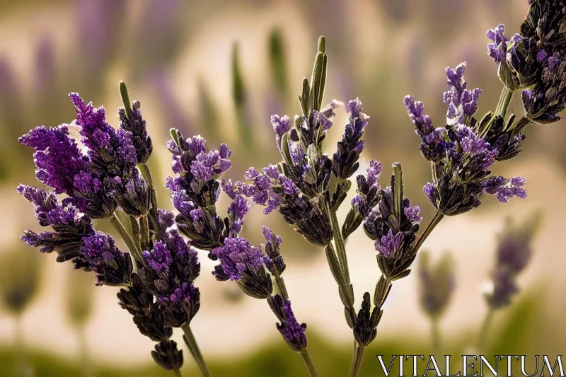 Lavender Flowers in Field: Captivating Mediterranean Landscapes AI Image